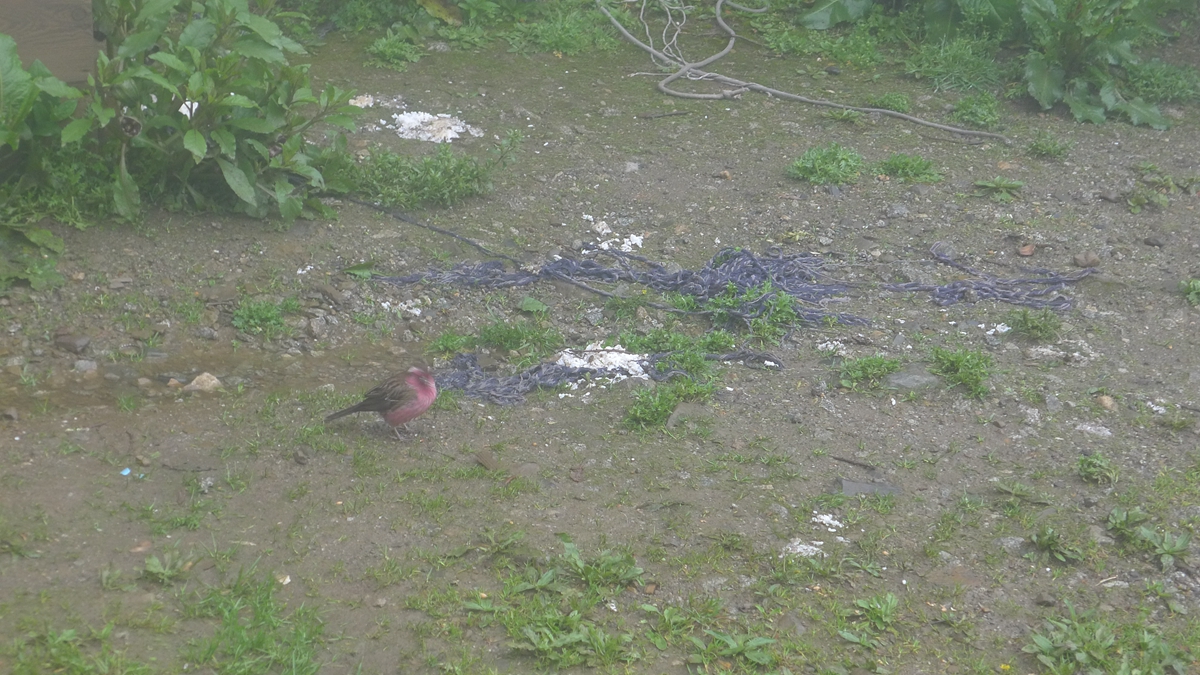 P1400568.jpg