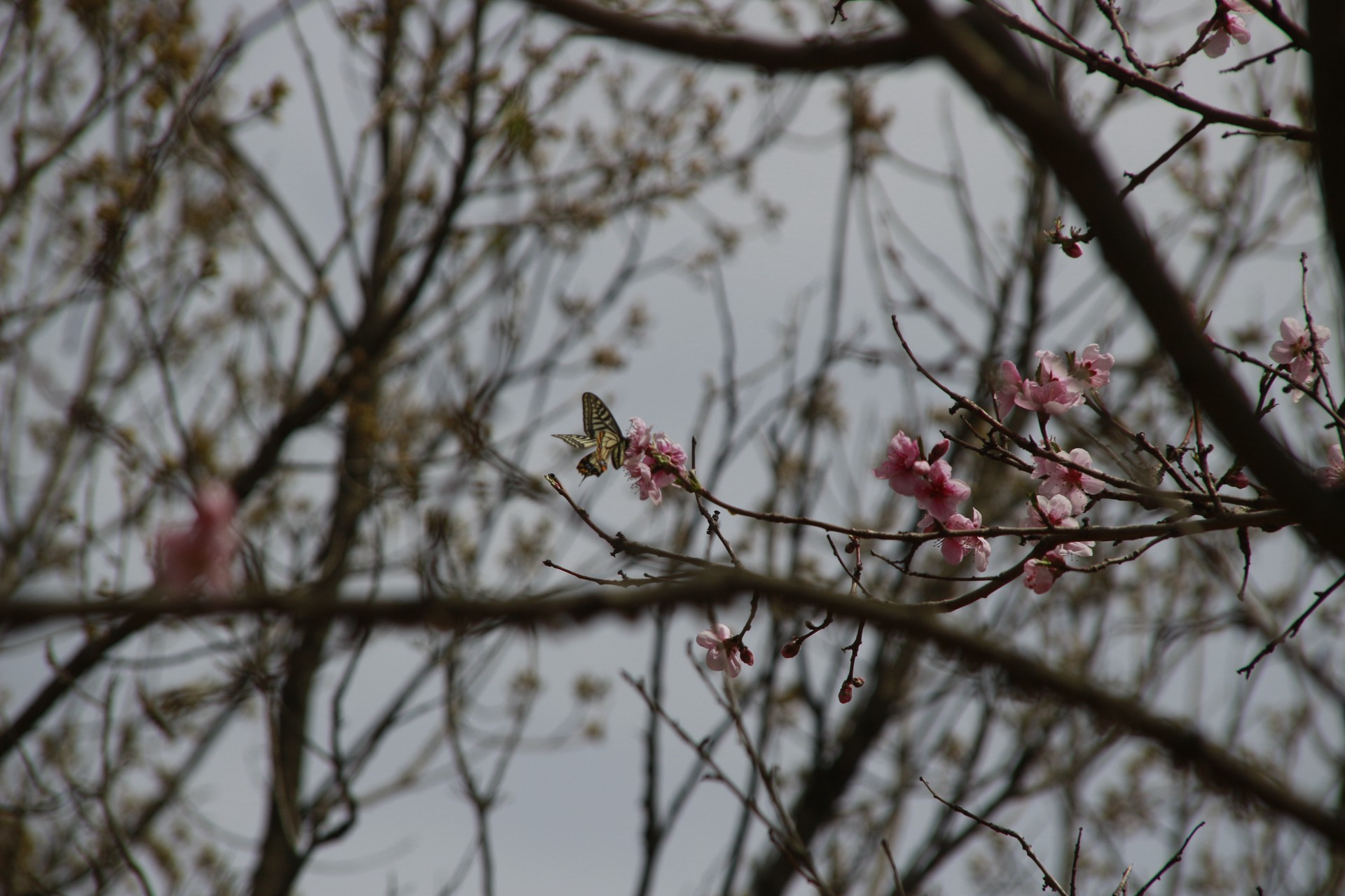 20190421真泉寺环绕岔鞍村桃花 (204)_副本.jpg