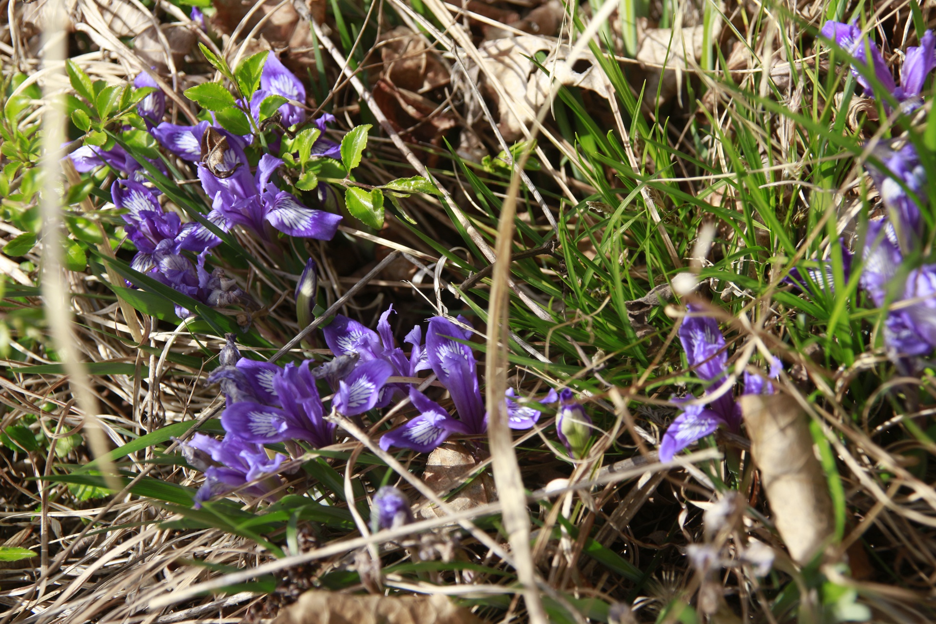 20190421真泉寺环绕岔鞍村桃花 (353)_副本.jpg